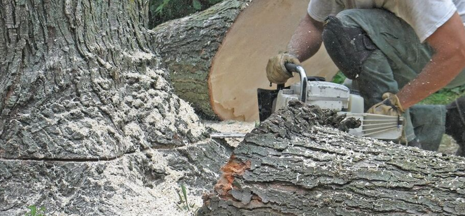 Abattage d'une arbre malade par un employé de Emondage Val-Belair.